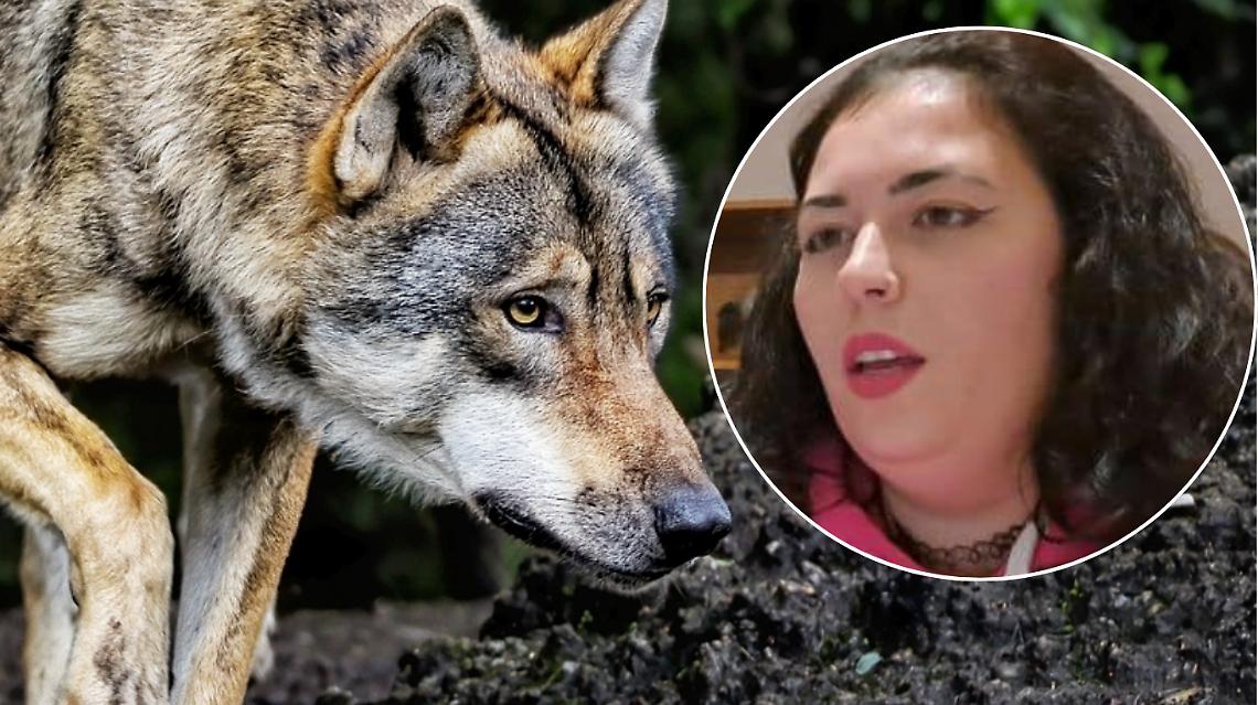 Convivere con il lupo? Si pu&ograve;! Un'esperta spiega come 