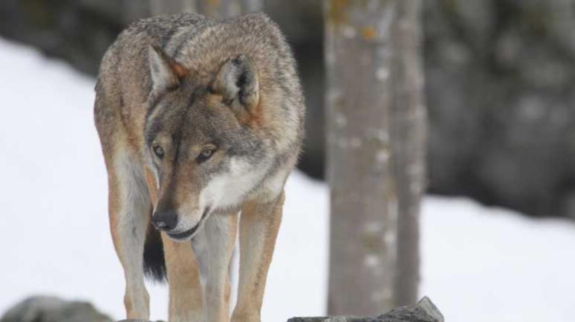 Quanti lupi ci sono nelle nostre montagne? Lo svela un nuovo studio