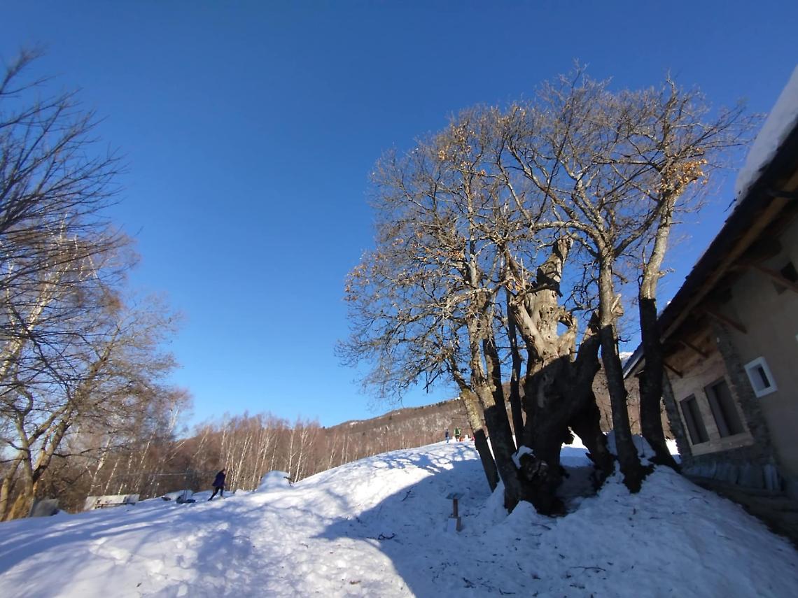 Un albero, mille vite: il castagno che da 400 anni racconta la storia della montagna