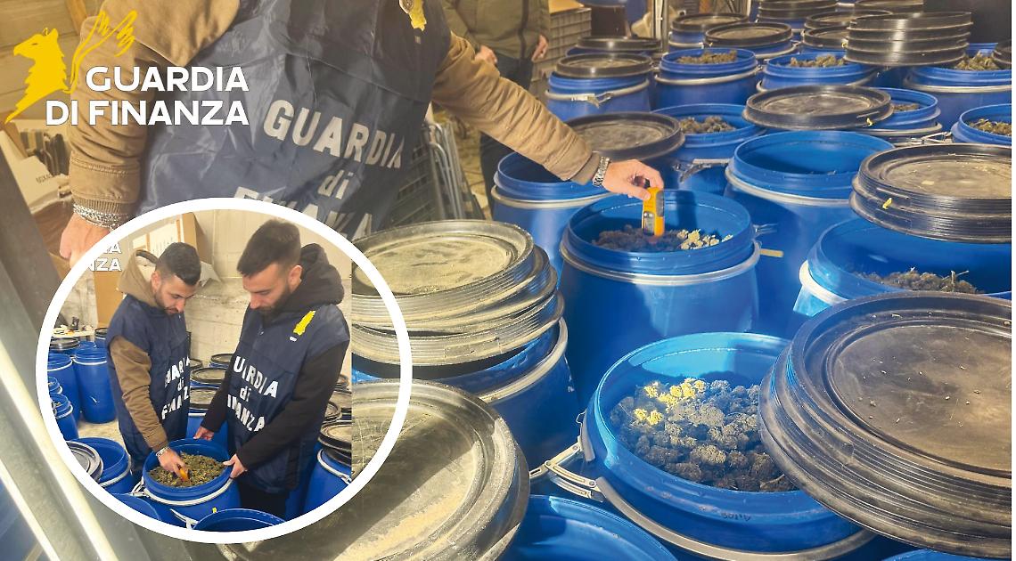 Maxi sequestro di mezza tonnellata marijuana: due &ldquo;coltivatori&rdquo; nei guai