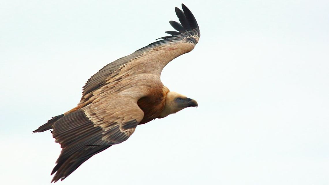 Nel 2025 osservati 900 avvoltoi in volo sul Cuneese