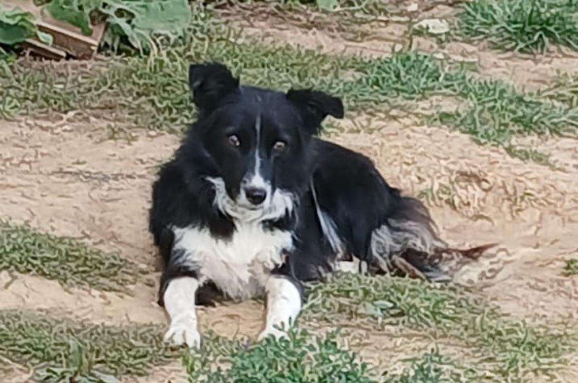 Orrore nel Monregalese: Maia, cagnolina Border Collie, uccisa e appesa a un palo