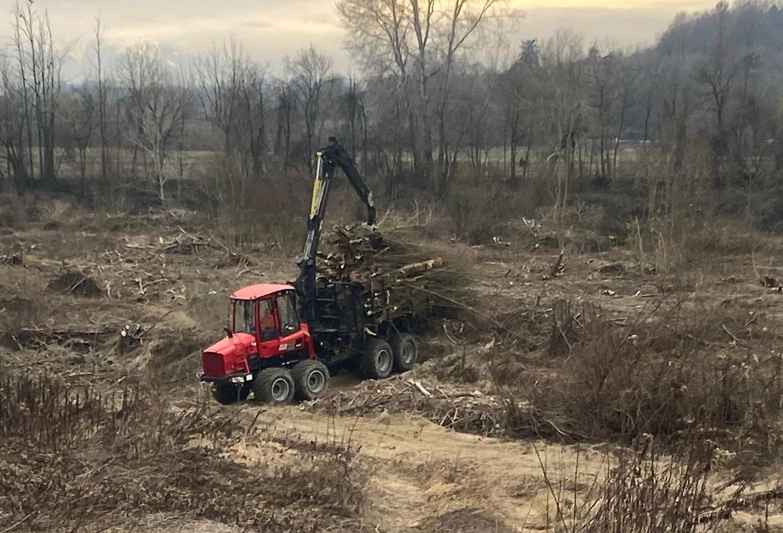 Fiume sorvegliato speciale: il Comune ripulisce l'alveo del Tanaro a costo zero