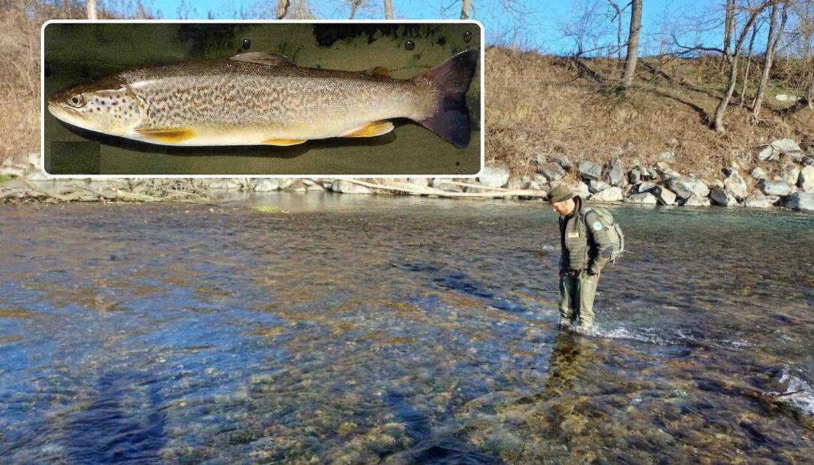 &laquo;La trota marmorata sta scomparendo sotto i nostri occhi&raquo;