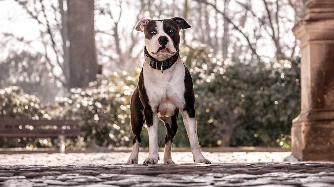 Lite per il cane finisce in Tribunale: coppia condannata 