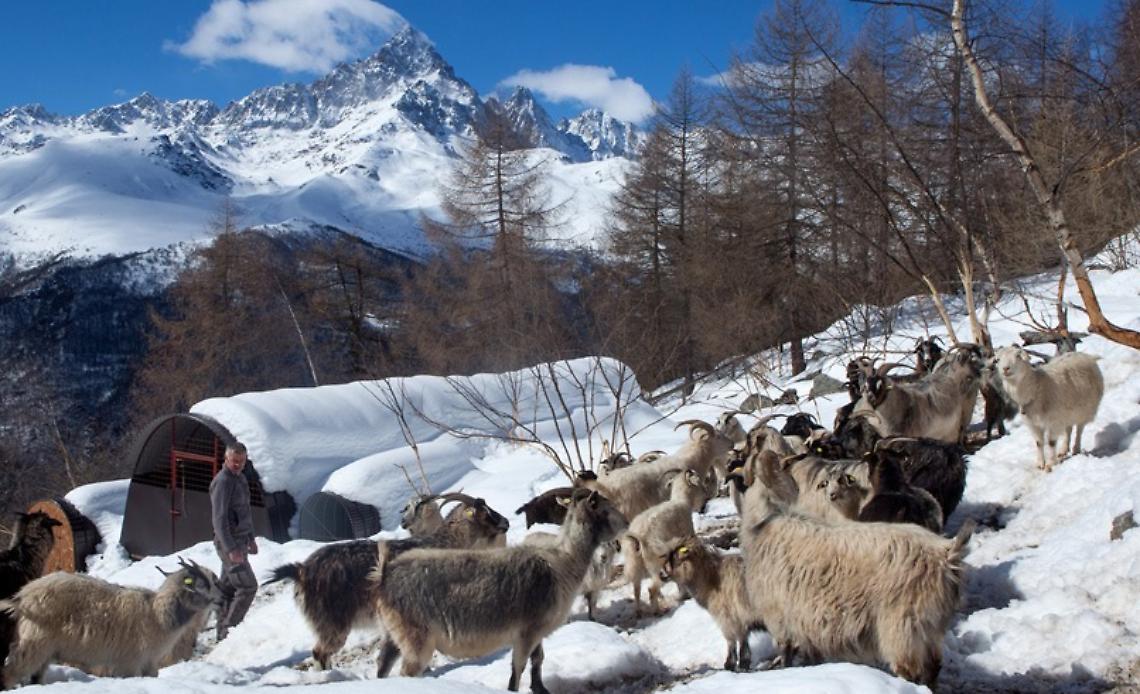 Il cashmere del Monviso: alla scoperta di una produzione di eccellenza