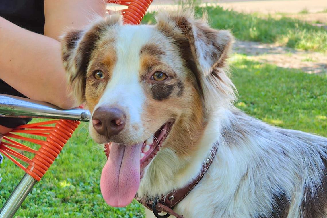 &laquo;Aiutatemi a ritrovare Dolly&raquo;