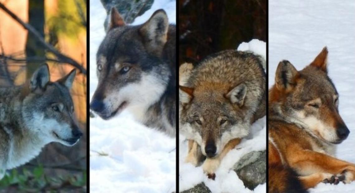 Dai dominanti "Baus" e "Argentera" al timido "Lykos": alla scoperta degli ospiti del "Centro Uomini e Lupi"