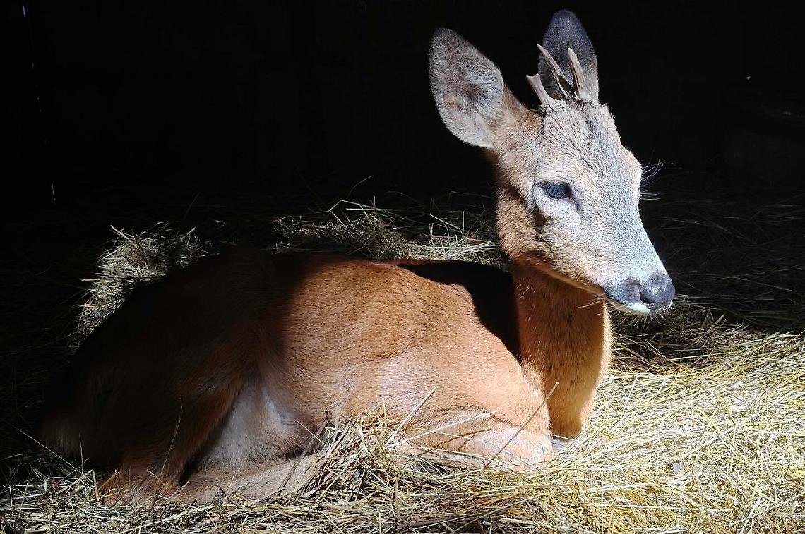 Recuperano e curano gli animali selvatici in difficolt&agrave;: dalla Provincia, 27.500 euro