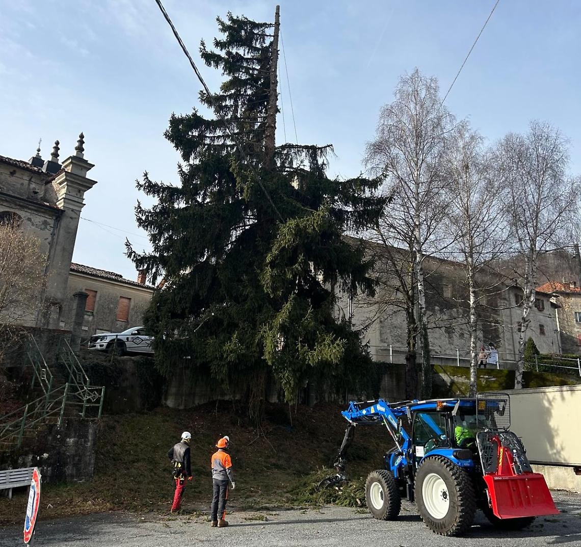 Intervento speciale degli operai forestali per abbattere un abete rosso 