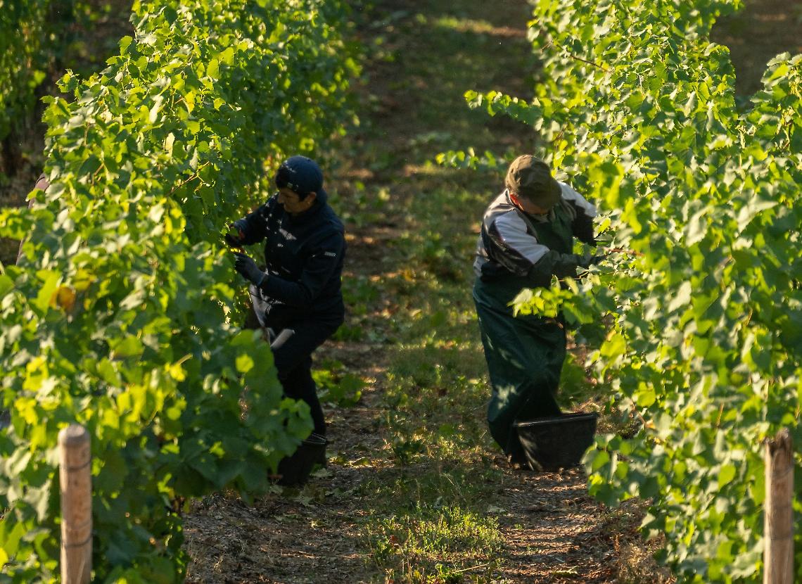 Lavoratori irregolari nelle vigne: firmato il nuovo accordo "anti sfruttamento" 