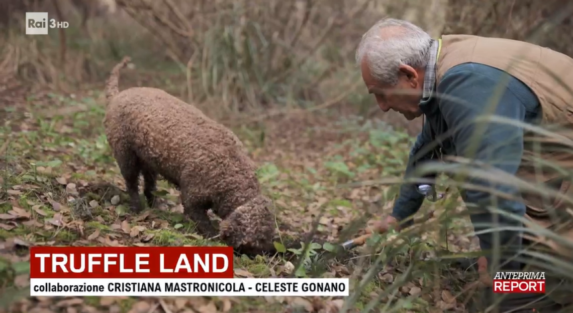 Da dove vengono i tartufi che compriamo ad Alba? l'inchiesta di "Report" fa discutere