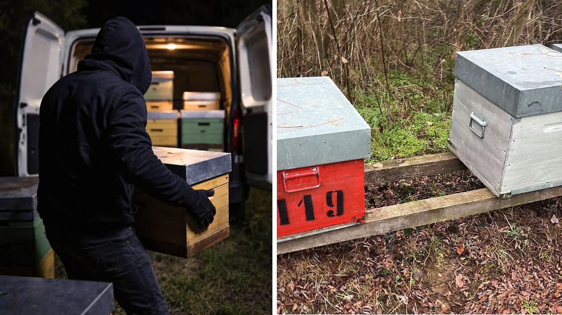 &Egrave; tornato il ladro d&rsquo;api, otto alveari rubati