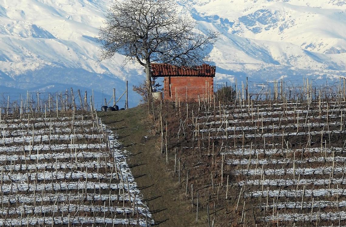 Nuovi insetti e nuove malattie: i cambiamenti climatici cambiano i vigneti