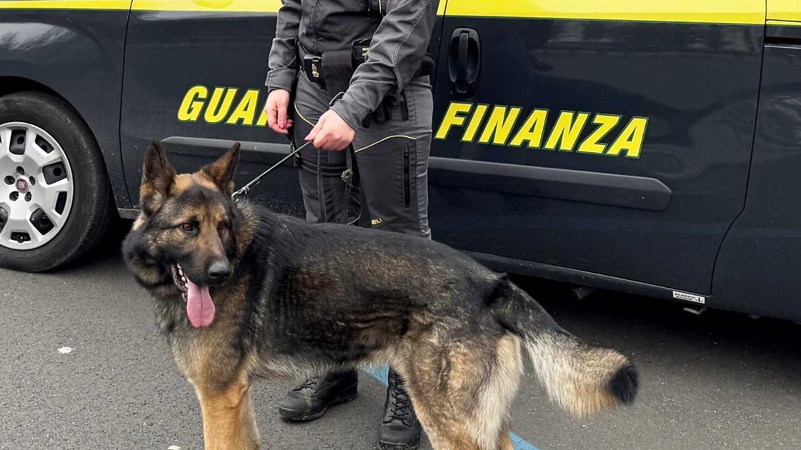 Un pezzo di "fumo" nel magazzino abbandonato, ma il cane lo trova