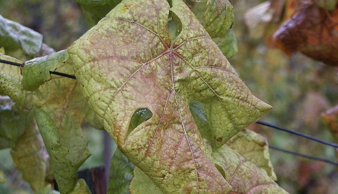 La Flavescenza dorata uccide i vitigni delle Langhe: come combatterla?