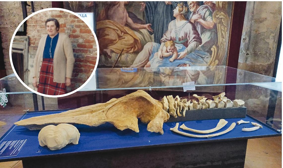 Quando il mare era tra le colline: la storia della balena Tersilla