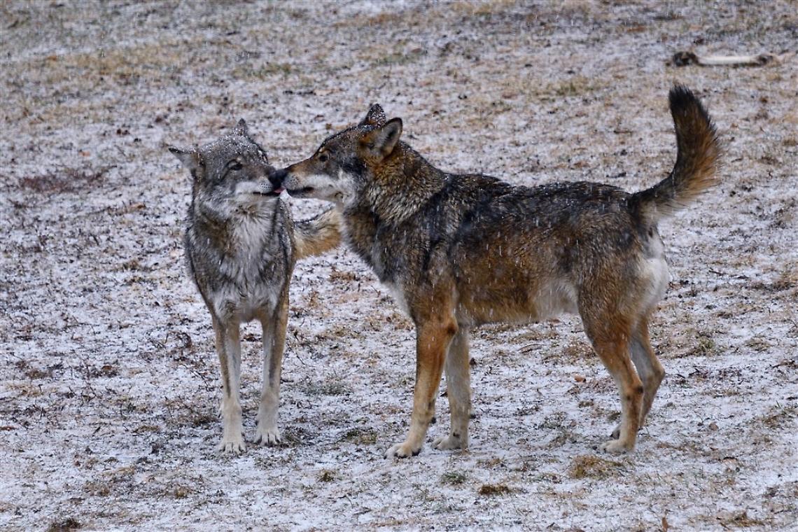 Non tutti i lupi tornano in natura&hellip; alcuni diventano "gli eroi" del Centro di recupero