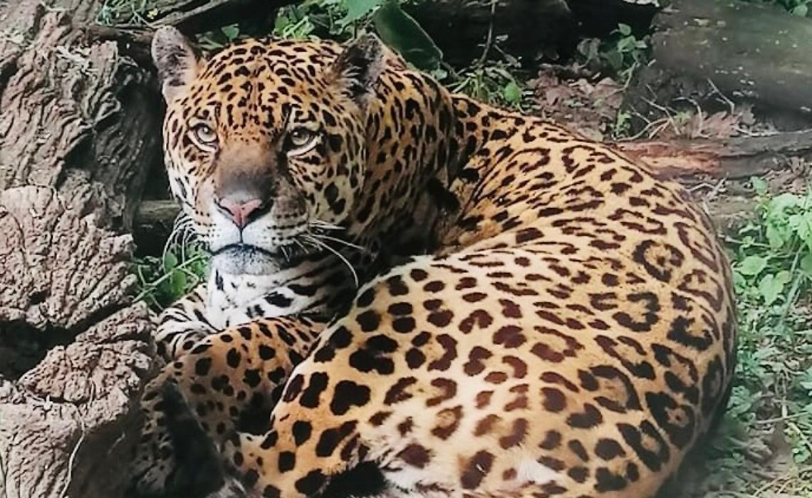 Regina oggi compie 24 anni: &egrave; il giaguaro pi&ugrave; longevo al mondo e vive nelle Langhe