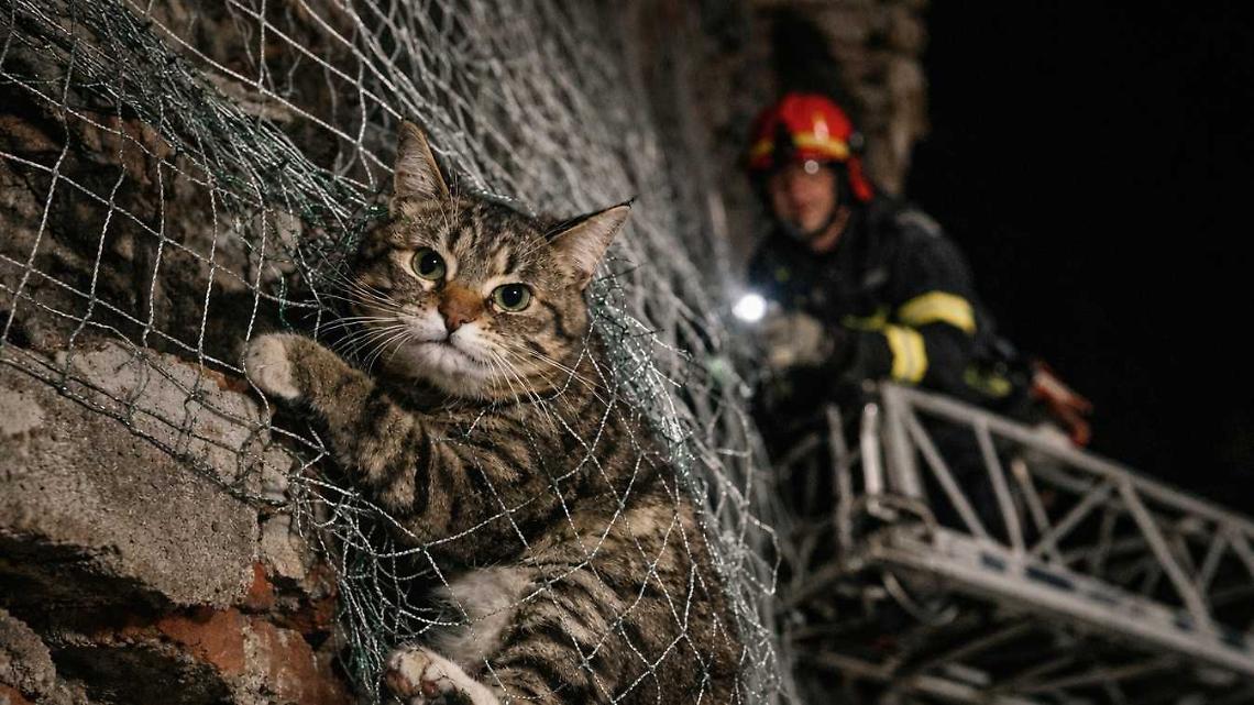 Il gatto rimane intrappolato nelle rete: lo salvano i Vigili del fuoco