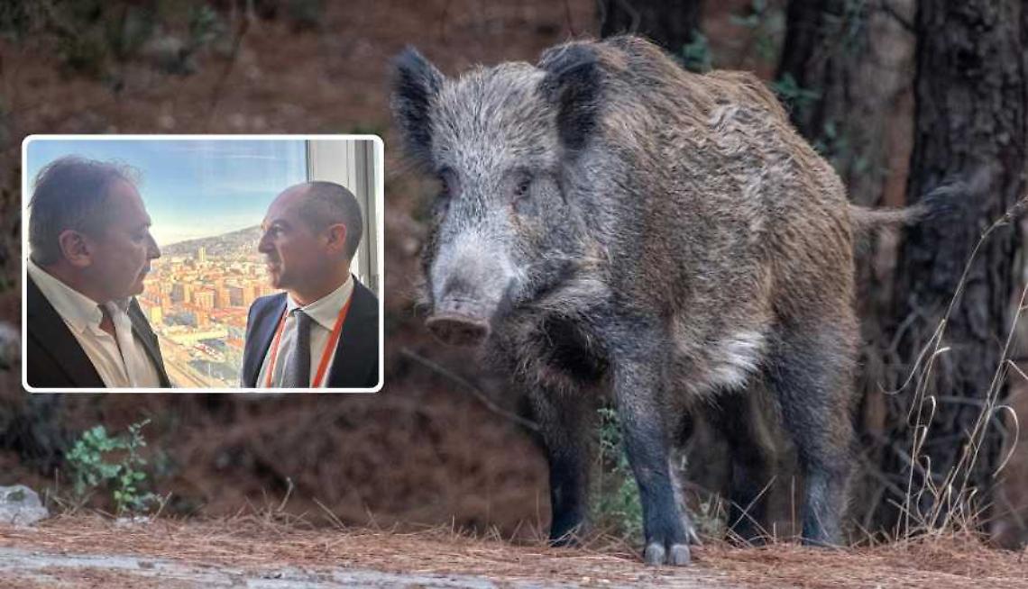 26.456 cinghiali abbattuti nel 2025, 41.000 nel mirino per il 2026 e bando da 9 milioni: il Piemonte alza il muro contro la peste suina