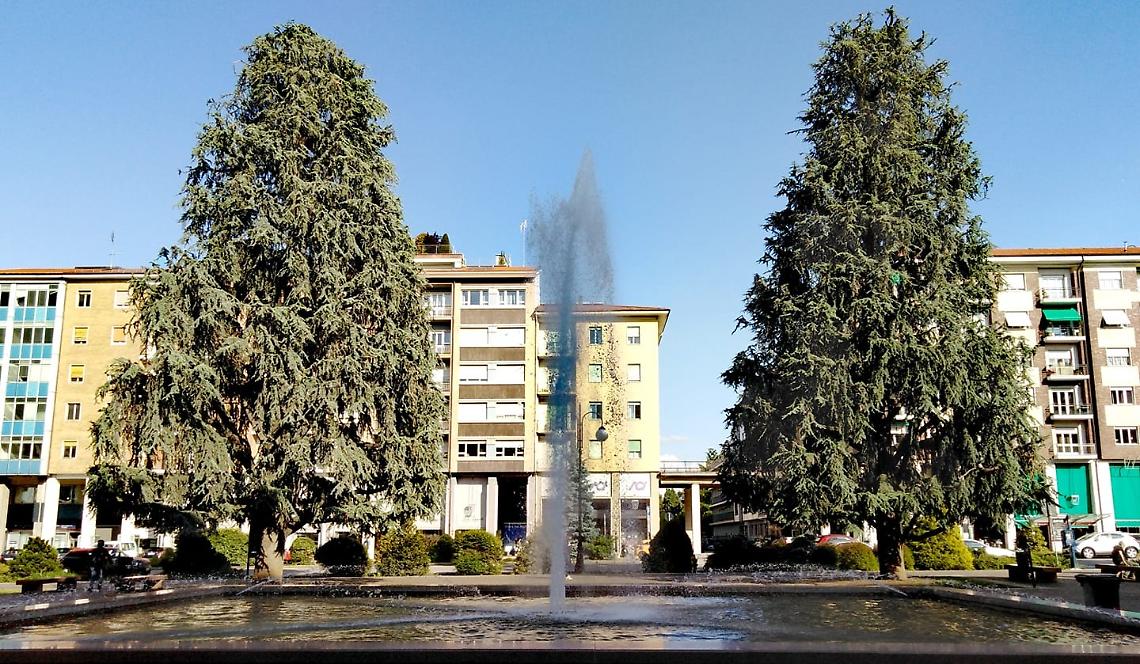 "I 10 condannati": a Cuneo sale la protesta, per difendere i grandi cedri dall'abbattimento