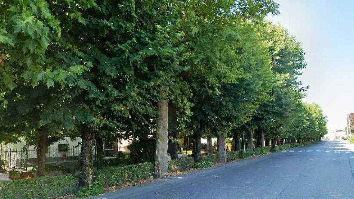 Abbattere o non abbattere? Il Comune studia i suoi alberi