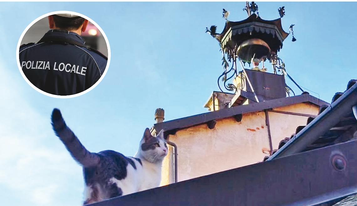solea gatto polizia locale