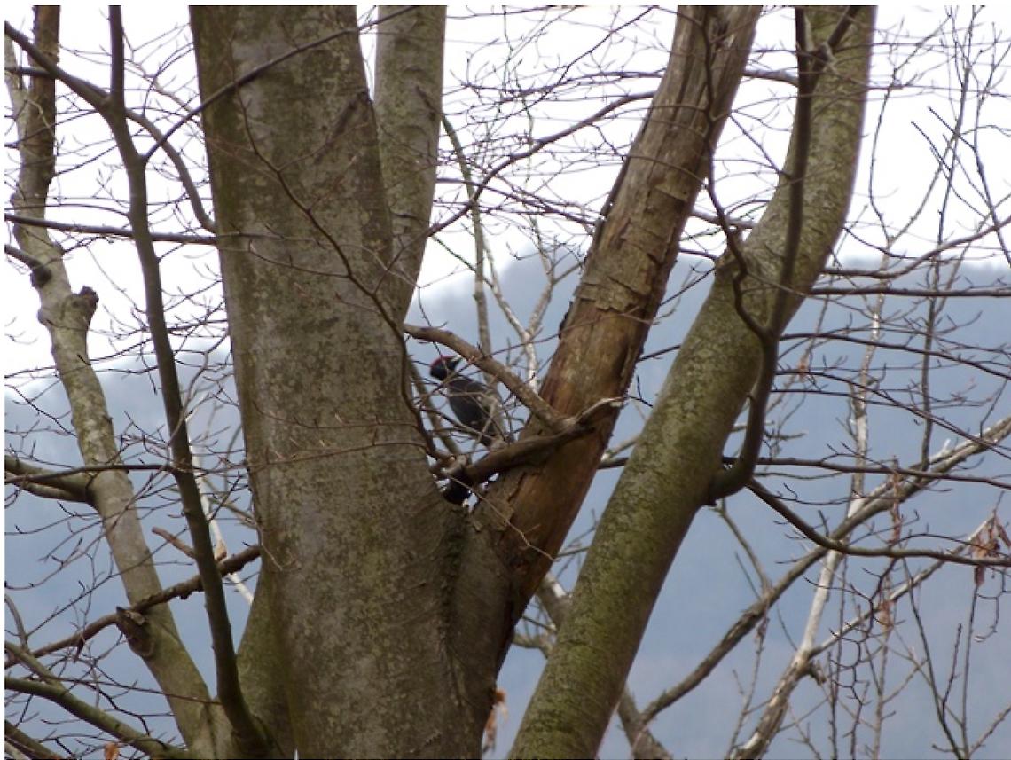 L&rsquo;habitat del Picchio Nero compromesso dai tagli indiscriminati