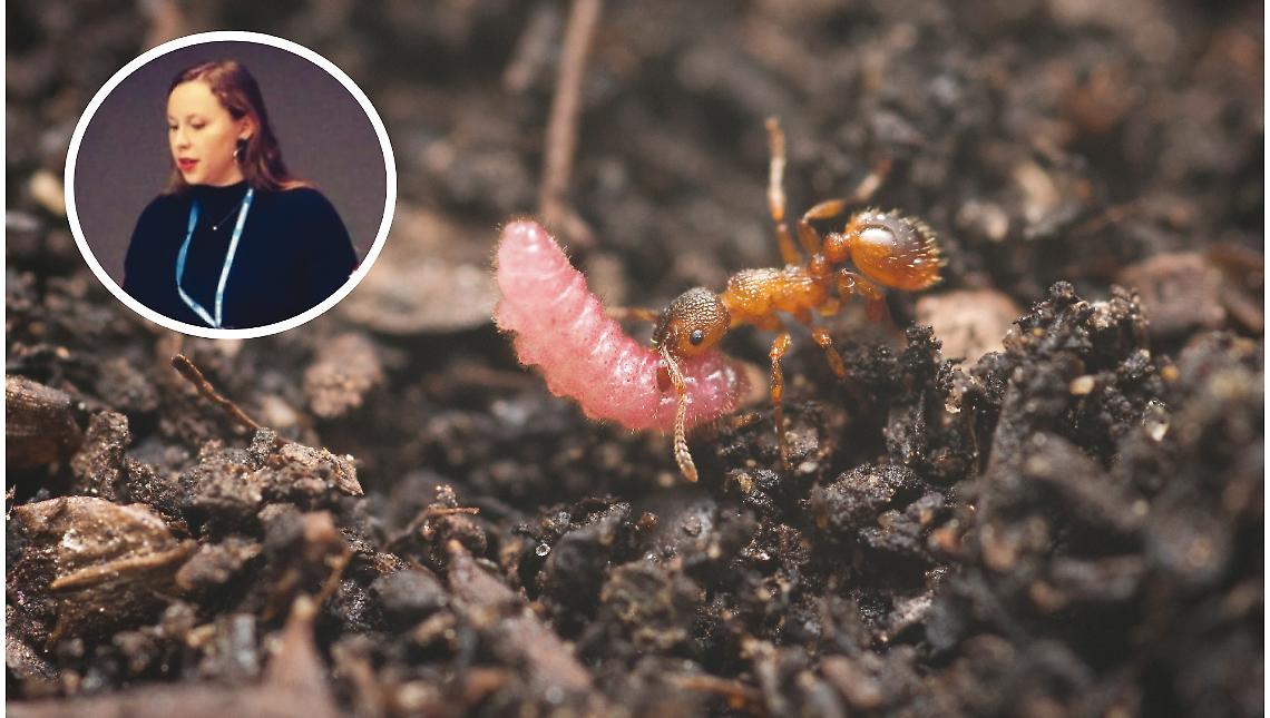 La vita segreta degli insetti: formiche e bruchi usano ritmi segreti per comunicare