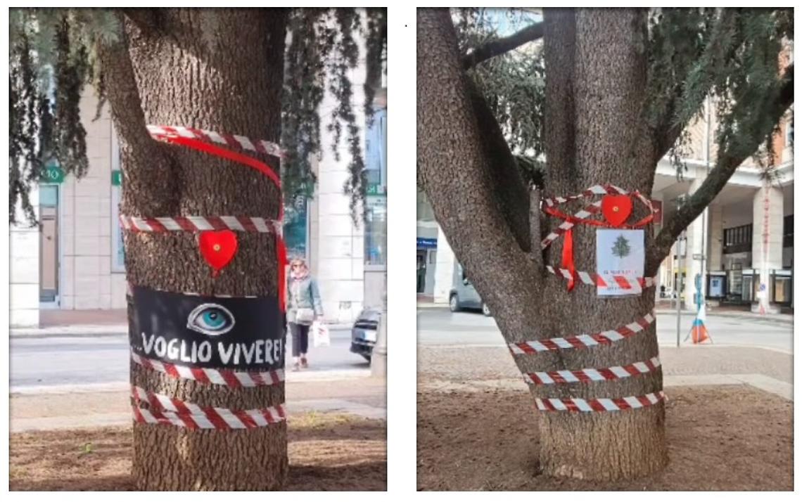 &laquo;I cedri di Cuneo danno ossigeno e tolgono smog: si pu&ograve; ancora tornare indietro&raquo;