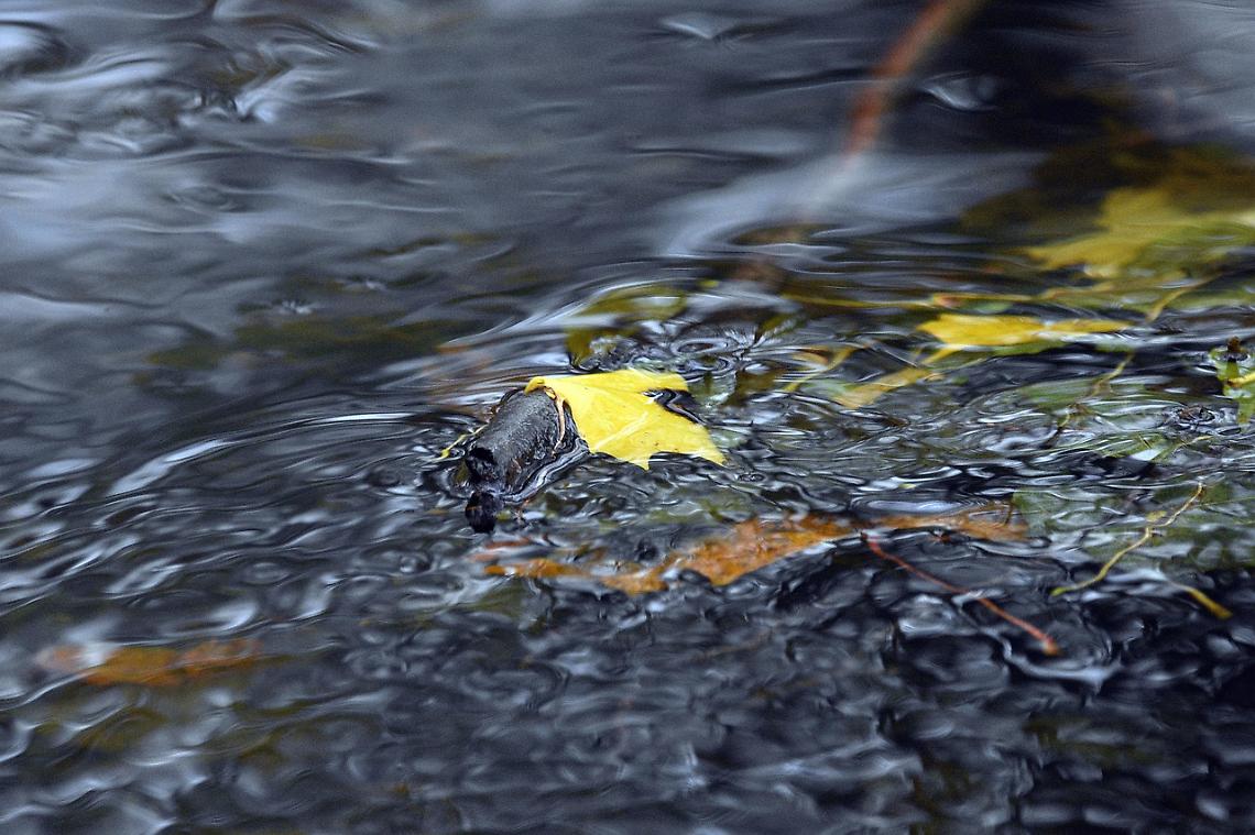 Dalla riqualificazione al turismo lento: un corridoio verde lungo il torrente