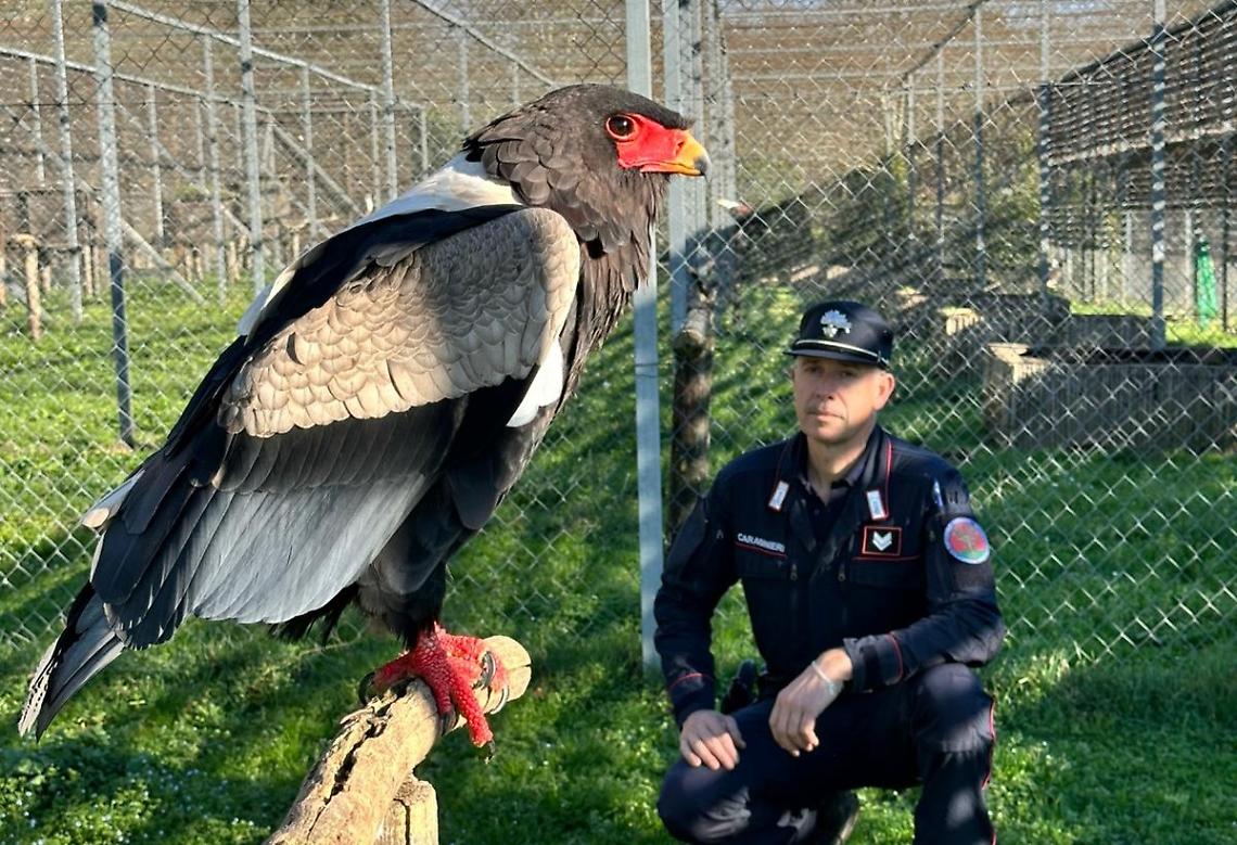 Oggi &egrave; la Giornata della natura selvatica: &laquo;Al lavoro ogni giorno, per proteggere gli animali&raquo;
