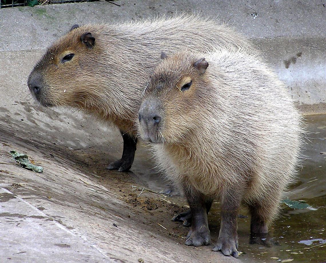 A "Zoom" arriva il capibara &laquo;l'animale pi&ugrave; coll del momento&raquo;: perch&eacute; &egrave; diventato virale?