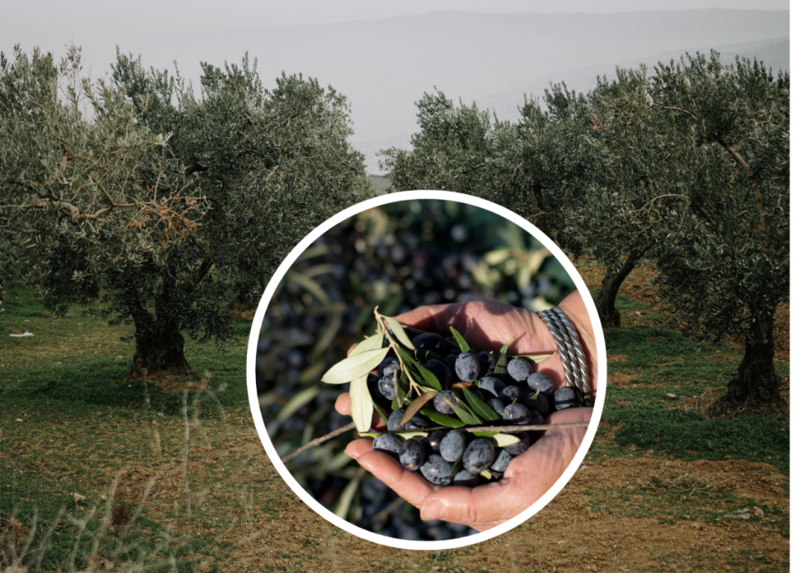 Al posto di noccioleti e vigneti, crescono gli oliveti nel Cuneese e nelle Langhe
