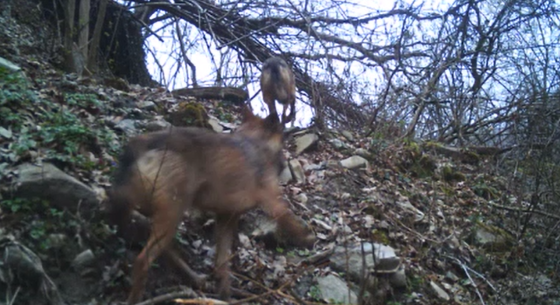 Due lupi in un bosco del Monregalese "beccati" da una fototrappola &ndash; GUARDA IL VIDEO