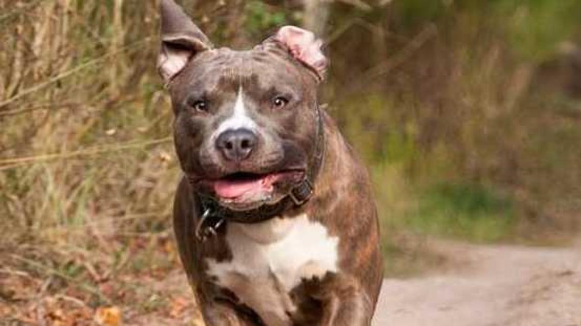 Bimba di 3 anni aggredita da un pitbull: trasportata in elisoccorso al Regina Margherita