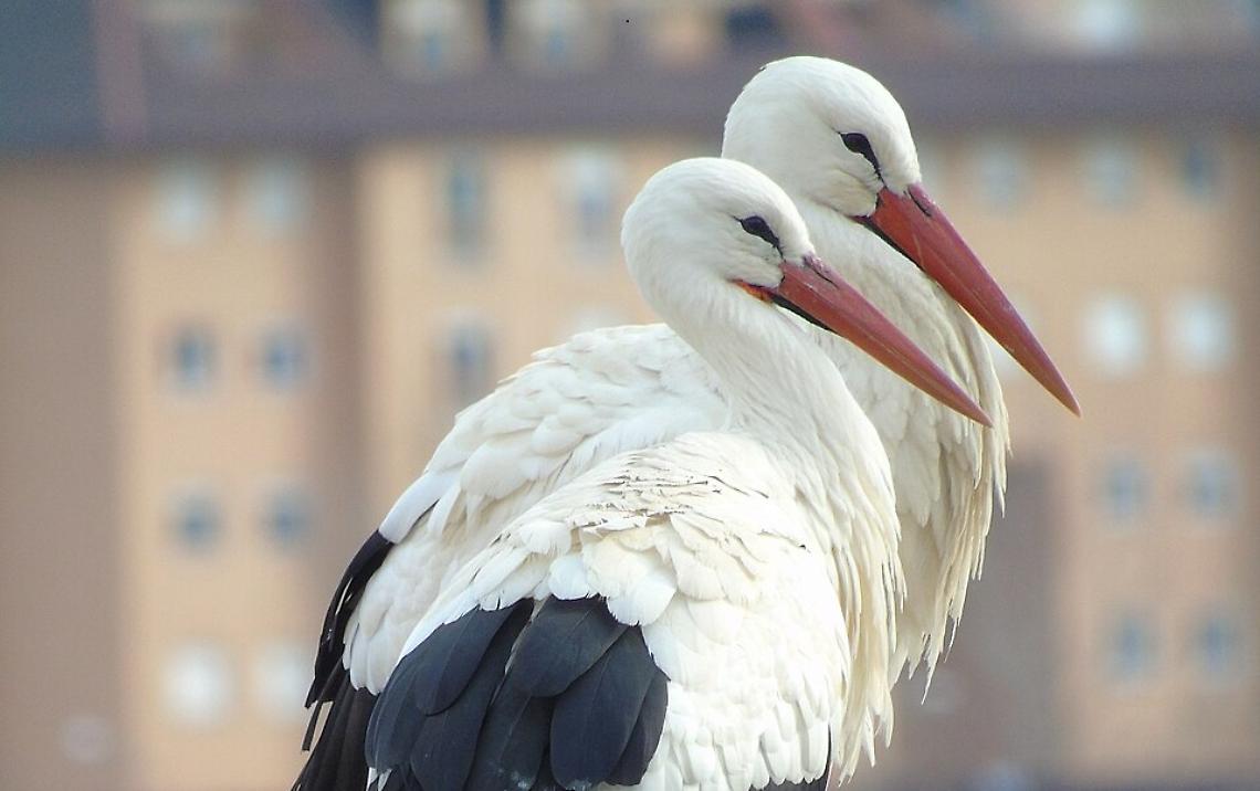 La cicogna bianca, tra mitologia e racconti, fino al suo ritorno in Italia