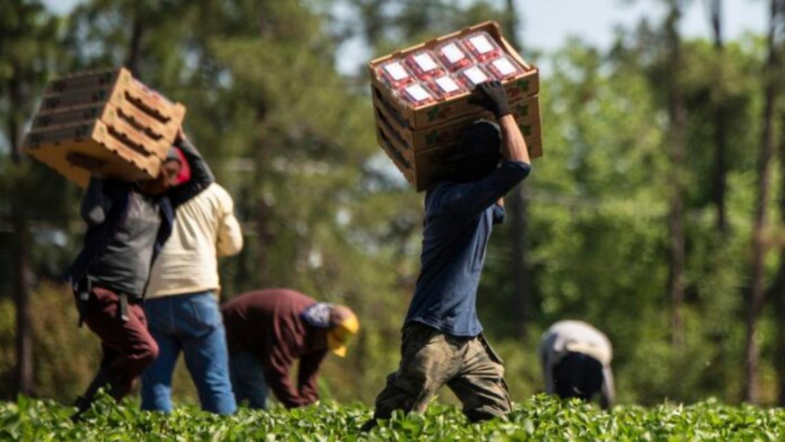 Lavoro agricolo: &laquo;Non confondiamo la stagionalit&agrave; con lo sfruttamento&raquo;