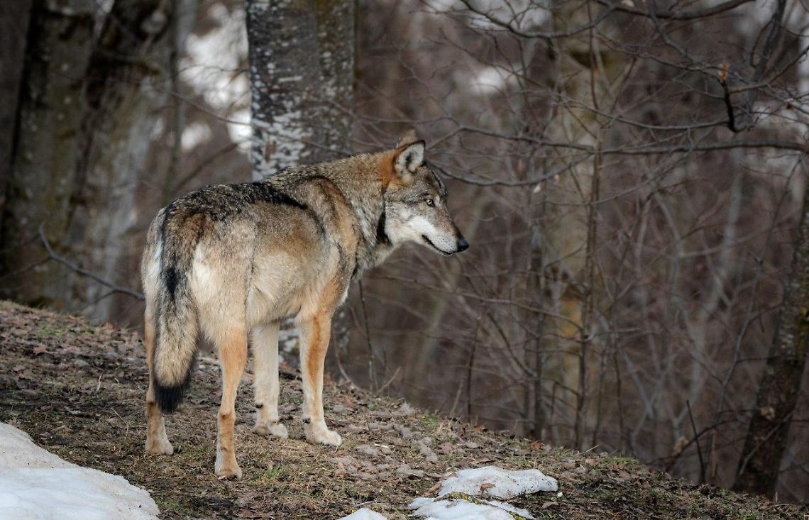 In Piemonte ci sono quasi 500 lupi e abitano il 75% del territorio regionale
