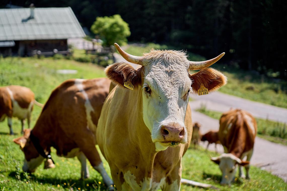 Crisi del latte: &laquo;Gli allevatori continuano a lavorare sotto il costo di produzione&raquo;