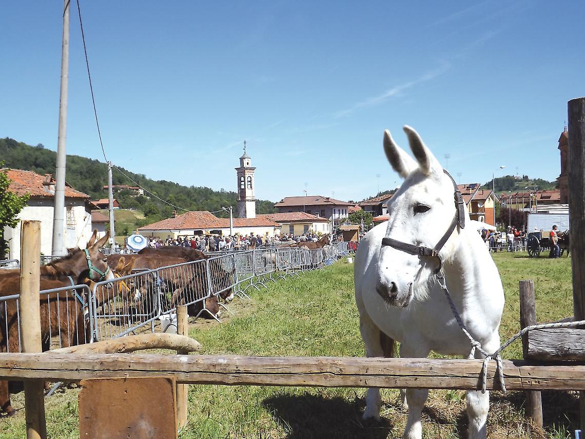 Addio "bale d'asu"? &laquo;Il Piemonte dica stop al consumo di carne di equidi&raquo;