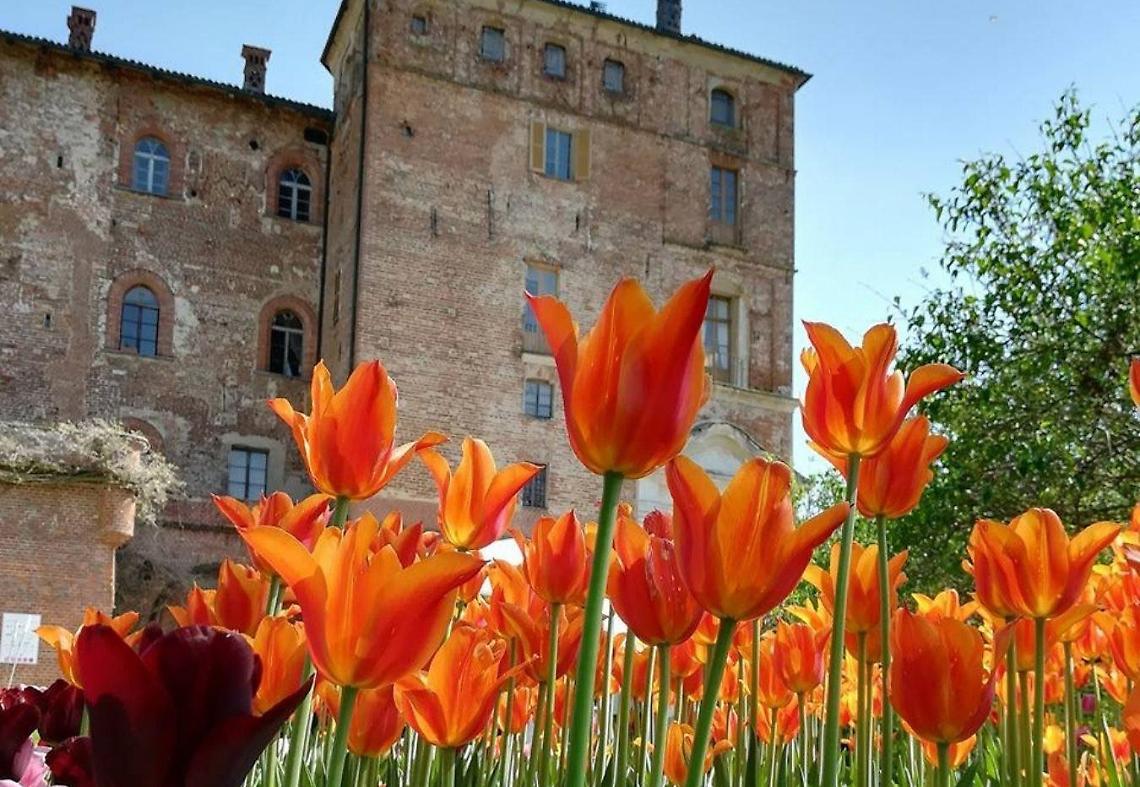 130 mila fiori, tra gli alberi secolari del giardino del castello: torna "Messer Tulipano"