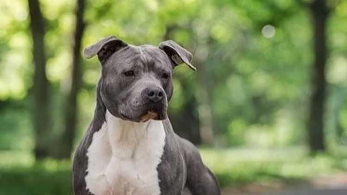 Cani uccisi a Carcare: c&rsquo;&egrave; una taglia da 500 euro