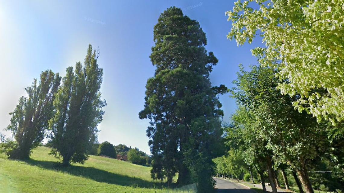 Una sequoia monumentale, che ha sorpreso anche gli esperti. Un gioiello naturalistico del territorio