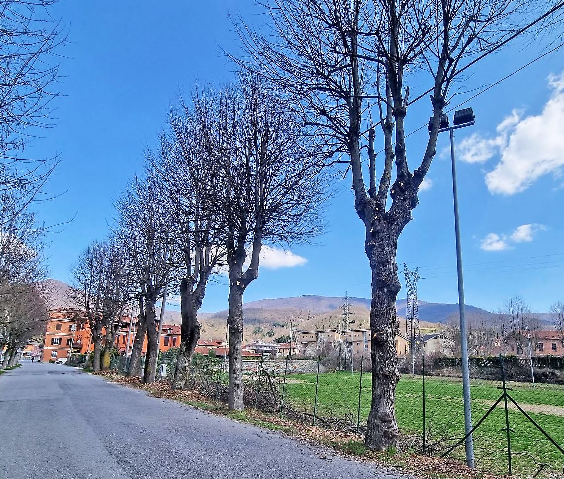 Si potano gli alberi in vista della realizzazione del nuovo campo da calcio