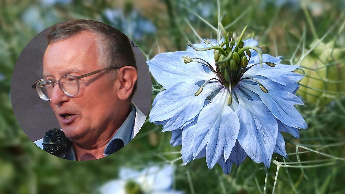 Da erbaccia a simbolo: un libro racconta la rinascita della Nigella