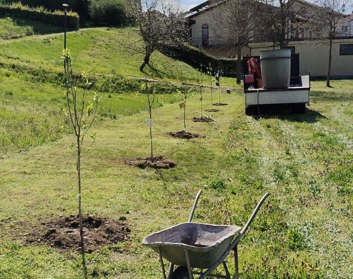 Otto nuovi alberi di un frutto raro e antico, per accogliere i nuovi nati del paese 