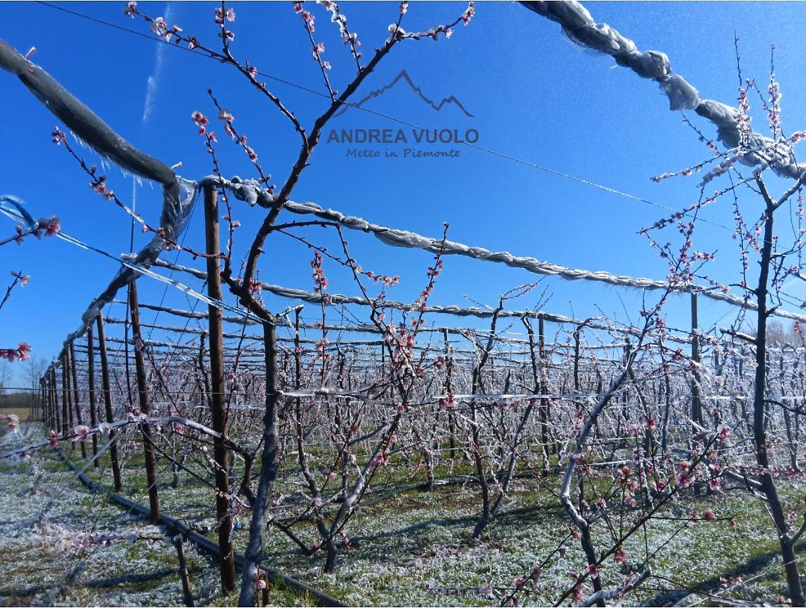Gelate e temperature fino a -7 gradi, stanotte sul basso Piemonte: danni alle coltivazioni