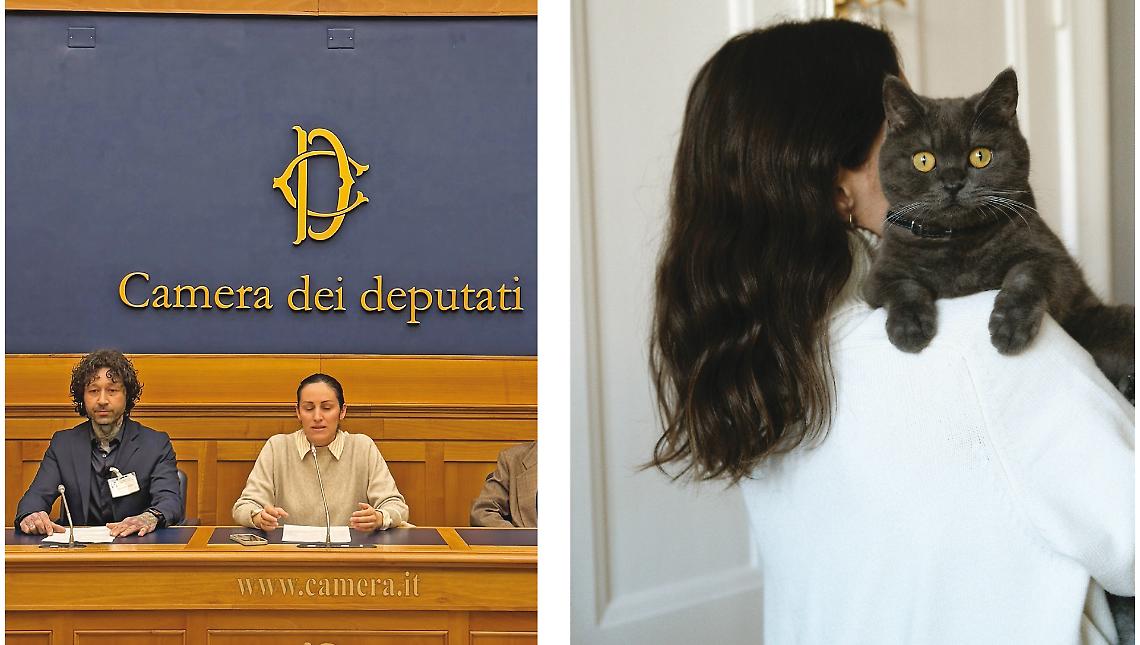 Curare i gatti &egrave; un lavoro&raquo;: una proposta di legge per le professioni feline